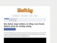 Bild zum Artikel: Die Katze liegt mitten im Weg vom Hund. Gleich wird es richtig lustig.