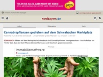 Bild zum Artikel: Cannabispflanzen gediehen auf dem Schwabacher Marktplatz