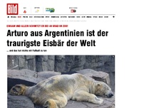 Bild zum Artikel: Arturo aus Argentinien - Das ist der traurigste Eisbär der Welt