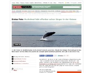 Bild zum Artikel: Seltener Besucher: Buckelwal lebt offenbar schon länger in der Ostsee