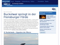 Bild zum Artikel: Buckelwal springt in der Flensburger Förde