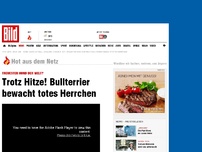 Bild zum Artikel: Treuester Hund der Welt - Trotz Hitze! Bullterrier bewacht totes Herrchen