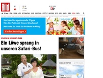 Bild zum Artikel: Löwe springt in Safari-Bus