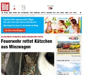 Bild zum Artikel: Schnurrender Motor - Feuerwehr rettet Kätzchen aus Miezwagen