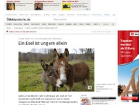 Bild zum Artikel: Gerichtsurteil zum Tierschutz: Ein Esel ist ungern allein