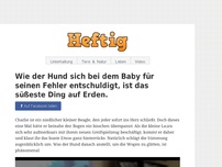 Bild zum Artikel: Wie der Hund sich bei dem Baby für seinen Fehler entschuldigt, ist das...