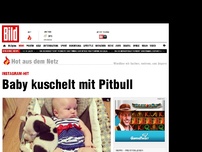 Bild zum Artikel: Instagram-Hit - Baby kuschelt mit Pitbull