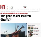 Bild zum Artikel: Tod auf Autobahn - Wie geht es der zweiten Giraffe?