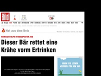 Bild zum Artikel: Tierische Hilfe im Zoo - Dieser Bär rettet eine Krähe vorm Ertrinken