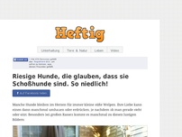 Bild zum Artikel: Riesige Hunde, die glauben, dass sie Schoßhunde sind. So niedlich!