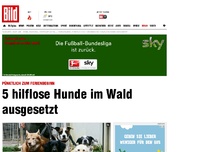 Bild zum Artikel: Zum Ferienbeginn - 5 hilflose Hunde im Wald ausgesetzt