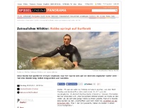 Bild zum Artikel: Zutrauliches Wildtier: Robbe springt auf Surfbrett