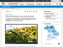 Bild zum Artikel: Zu viele Gurken: Ernte aus Niederbayern muss vernichtet werden