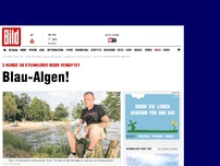Bild zum Artikel: 3 Hunde vergif‌tet - Blau- Algen!