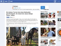 Bild zum Artikel: Ein kleiner Terrier hat einen Rottweiler geschwängert. Ihr müsst die süssen Babys sehen...Wow! 0 RANDOMNESS