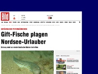 Bild zum Artikel: Klein, aber gefährlich! - Gift-Fische plagen Nordsee-Urlauber