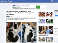 Bild zum Artikel: Die 21 verrücktesten Fellmuster die Tiere einzigartig machen: Besonders Nr.6 bringt dich zum Staunen 1 204 RANDOMNESS