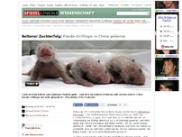 Bild zum Artikel: Seltener Zuchterfolg: Panda-Drillinge in China geboren