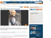 Bild zum Artikel: Bewegendes Video - 
Dieser Hund will sterbende Fische retten