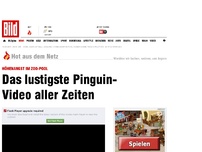 Bild zum Artikel: Dieser Pinguin traut sich nicht zu springen