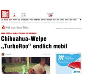 Bild zum Artikel: Spezial-Anfertigung - Welpe kriegt Rollator aus 3D-Drucker