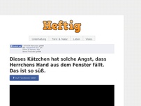 Bild zum Artikel: Dieses Kätzchen hat solche Angst, dass Herrchens Hand aus dem Fenster fällt. Das ist so süß.