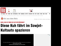 Bild zum Artikel: Irrer Tier-Transport - Kuh fährt im Sowjet-Kultauto spazieren