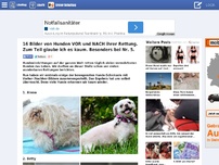 Bild zum Artikel: 16 Bilder von Hunden VOR und NACH ihrer Rettung. Zum Teil glaube ich es kaum. Besonders bei Nr. 5. 395 RANDOMNESS