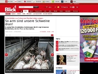 Bild zum Artikel: Schockbilder: So arm sind unsere Schweine dran!