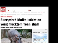 Bild zum Artikel: Darmverschluss - Flusspferd Maikel qualvoll gestorben