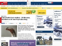 Bild zum Artikel: Späte Rache - Kobra beißt Koch tödlich - 20 Minuten, nachdem er ihr den Kopf abschlug