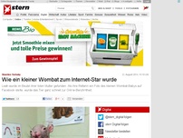 Bild zum Artikel: Skurriles Tierbaby: Wie ein kleiner Wombat zum Internet-Star wurde