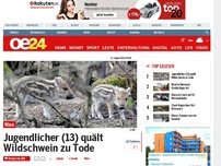 Bild zum Artikel: Jugendlicher (13) quält Wildschwein zu Tode