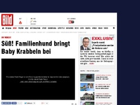 Bild zum Artikel: Zuckersüsses Video! - Familienhund bringt Baby Krabbeln bei