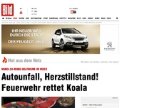 Bild zum Artikel: Mund-zu-Mund-Beatmung - Unfall, Herzstillstand! Feuerwehr rettet Koala