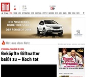 Bild zum Artikel: Speikobra-Tragödie in China - Geköpfte Giftnatter beißt zu – Koch tot