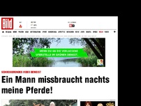 Bild zum Artikel: Videobeweis - Ein Mann missbraucht nachts meine Pferde!