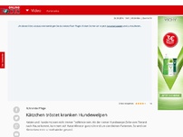 Bild zum Artikel: Rührende Pflege - Kätzchen tröstet kranken Hundewelpen