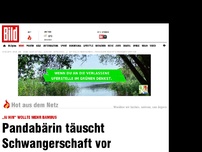 Bild zum Artikel: „Ai Hin“ wollte mehr Bambus - Pandabärin täuscht Schwangerschaft vor