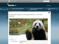 Bild zum Artikel: Pandabärin täuscht Schwangerschaft vor - für mehr Bambus