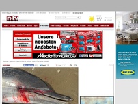 Bild zum Artikel: Japan eröffnet die Jagd auf Delfine: Wenn Flipper verblutet