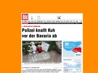 Bild zum Artikel: Wiesn-Opfer - Polizei erschießt Kuh an der Theresienwiese