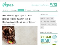 Bild zum Artikel: Mecklenburg-Vorpommern beendet das Katzen-Leid: Kastrationspflicht beschlossen