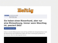 Bild zum Artikel: Sie haben einen Riesenhund, aber nur eine Miniwohnung. Immer wenn Waschtag ist, passiert DAS!