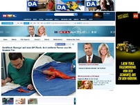 Bild zum Artikel: 'George' kann weiterleben! Arzt rettet Goldfisch mit Hirntumor