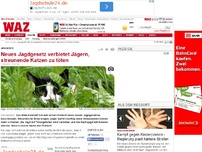 Bild zum Artikel: Neues Jagdgesetz verbietet Jägern, streunende Katzen zu töten