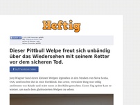 Bild zum Artikel: Dieser Pittbull Welpe freut sich unbändig über das Wiedersehen mit seinem Retter vor dem...