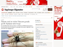Bild zum Artikel: Herbst: Darum sind in vielen Häusern gerade große Spinnen unterwegs