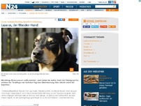 Bild zum Artikel: Schwer verletzter Mischling überlebt Einschläferung - 
Lazarus, der Wunder-Hund