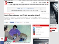 Bild zum Artikel: Der Wahnsinns-Hype um den Ebola-Hund: Ist ein Hund mehr wert als 10.000 Menschenleben?